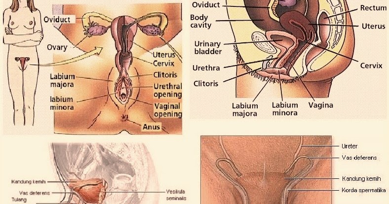 vagina in depth Breast augmentaion arkansas